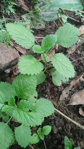 Image of Teucrium viscidum by (c) Cheng-Te Hsu, some rights reserved (CC BY)