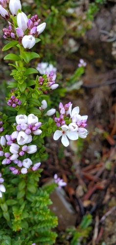 Image of Veronica formosa by (c) Katie Pearson, some rights reserved (CC BY)