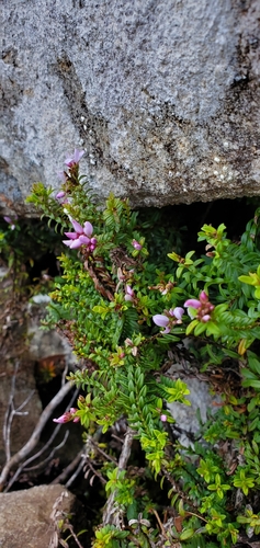 Image of Veronica formosa by (c) Katie Pearson, some rights reserved (CC BY)