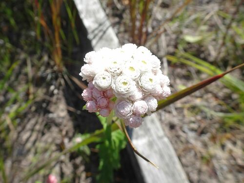 Image of Helichrysum felinum by (c) Thomas Koffel, some rights reserved (CC BY)
