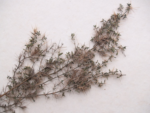 Barleria eylesii