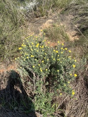 Helichrysum splendidum, photograph author not stated, no rights reserved