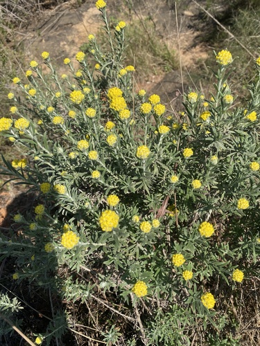 Helichrysum splendidum, photograph 6
