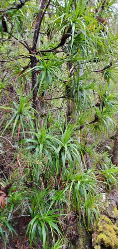 Image of Dragon Heath by (c) Katie Pearson, some rights reserved (CC BY)