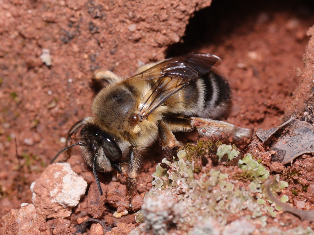 Anthophora affinis