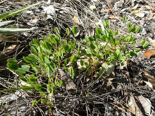 Image of Oxalis pendulifolia by (c) Thomas Koffel, some rights reserved (CC BY)