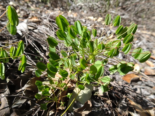 Image of Oxalis pendulifolia by (c) Thomas Koffel, some rights reserved (CC BY)