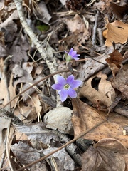 Hepatica americana