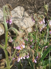 Symphytum brachycalyx