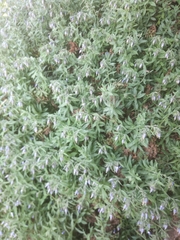 Podonosma orientalis