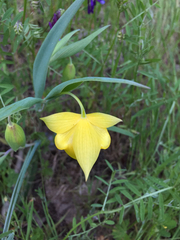 Calochortus pulchellus