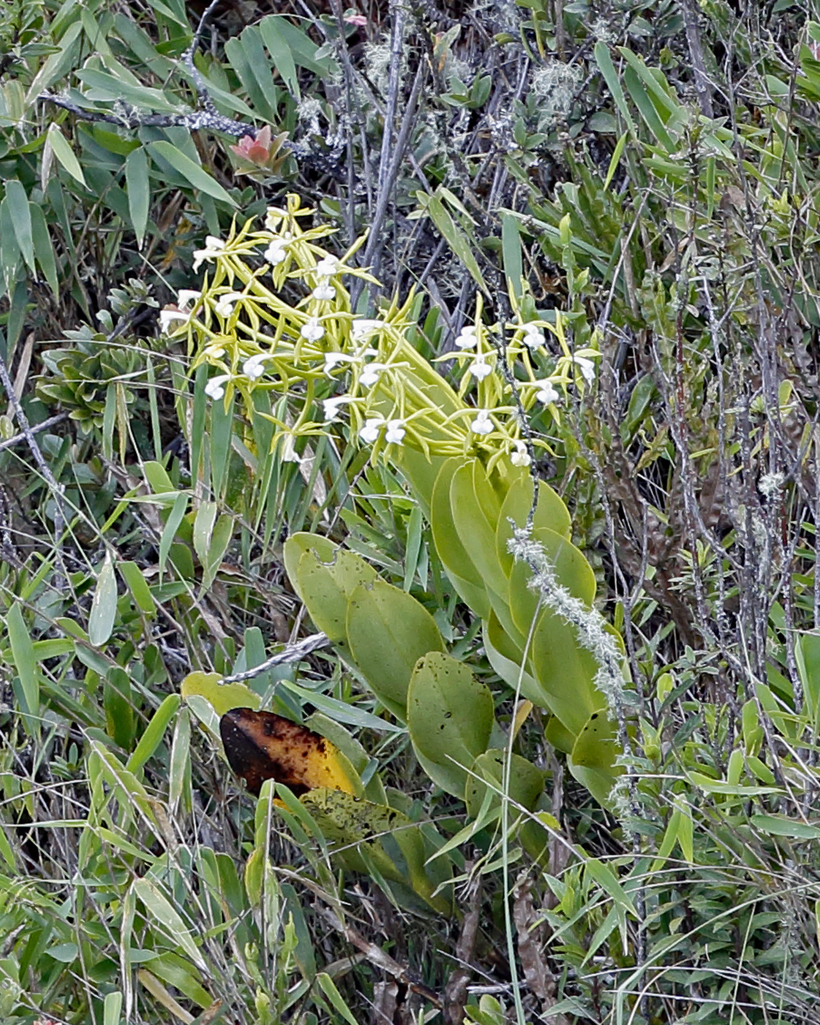 Epidendrum image