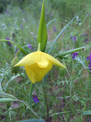 Calochortus pulchellus