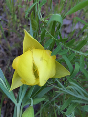 Calochortus pulchellus