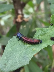 Trirhabda bacharidis