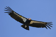 California Condor photo 2