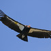 California Condor - Photo (c) Donna Pomeroy, some rights reserved (CC BY-NC), uploaded by Donna Pomeroy