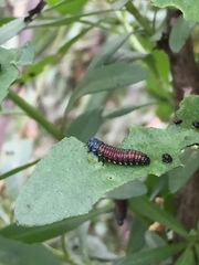 Trirhabda bacharidis