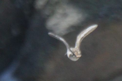 Solitary Snipe (Gallinago solitaria)