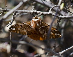 Endromis versicolora