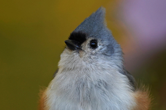 Tufted Titmouse photo 5
