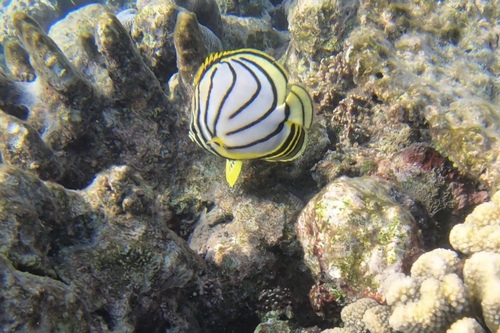 Meyer's Butterflyfish — seen at this dive site