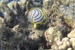 Chaetodon meyeri