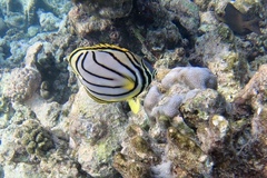 Chaetodon meyeri