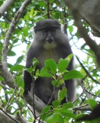 Cercopithecus mitis labiatus