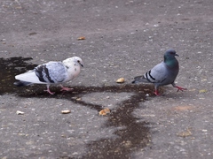 Columba livia domestica