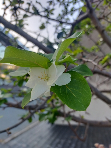 Image of Malus mandshurica by no rights reserved