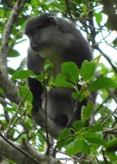 Cercopithecus mitis labiatus