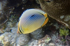 Chaetodon trifasciatus