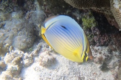 Chaetodon trifasciatus