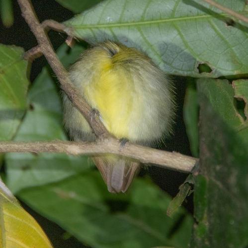 Golden-crowned Spadebill (Platyrinchus coronatus), photo 10