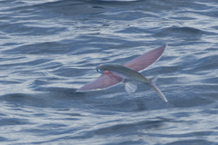 Stained Flyingfish photo 1