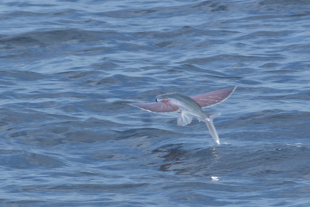 Stained-wing flyingfish (Cheilopogon spilonotopterus) — Exocoetidae