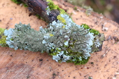 Parmelia ernstiae