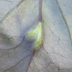 Puccinia violae