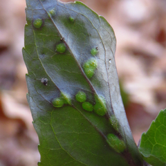 Puccinia violae