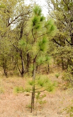 Pinus engelmannii