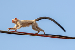 Silvery Marmoset photo 2