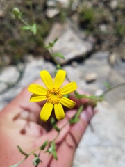 Eriophyllum ambiguum