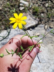 Eriophyllum ambiguum