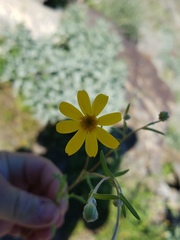 Eriophyllum ambiguum