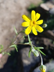 Eriophyllum ambiguum