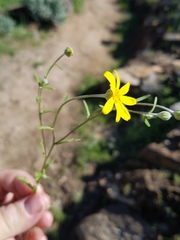 Eriophyllum ambiguum