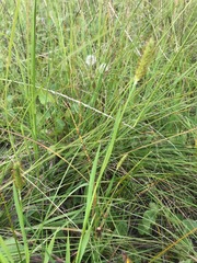 Setaria pallide-fusca