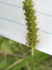 Setaria pallide-fusca