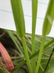 Setaria pallide-fusca